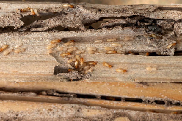 Best Pest Prevention Services  in Tega Cay, SC